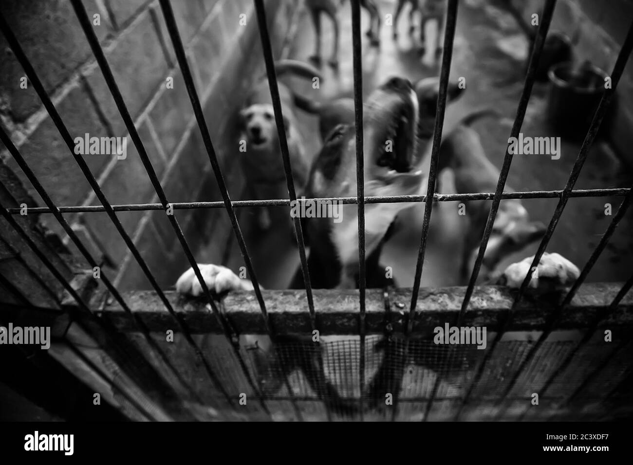 Dog in enclosed kennel, abandoned animals, abuse Stock Photo