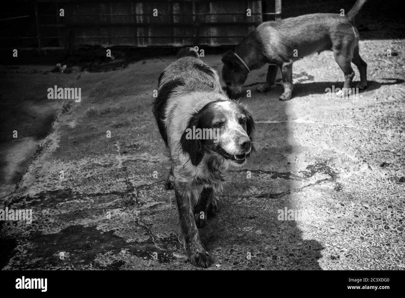 Hunting dog in den, animals and nature, sport Stock Photo