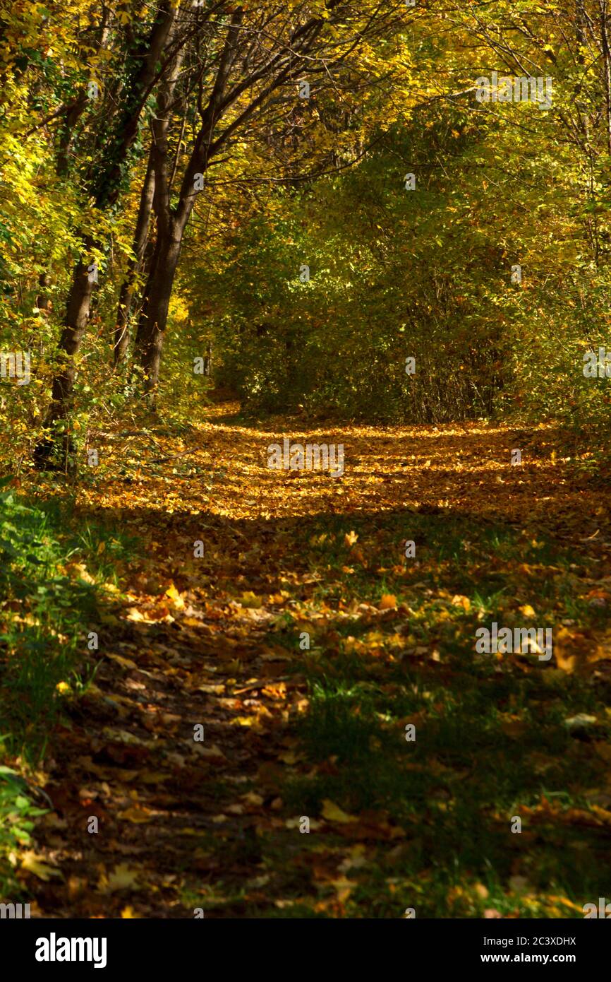 Herbst weg wald hi-res stock photography and images - Alamy