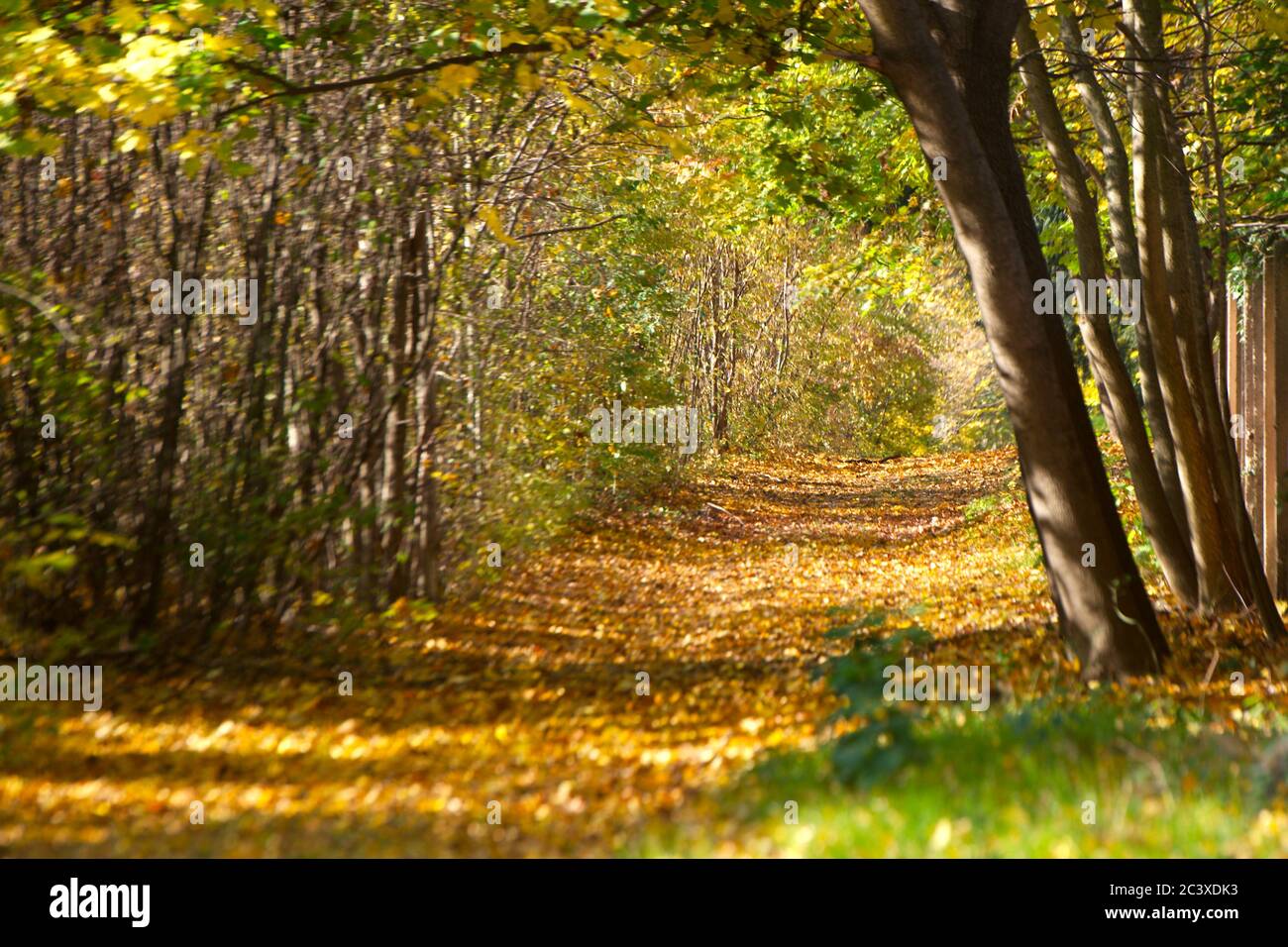 Herbstlicher Weg mit Bäumen Stock Photo