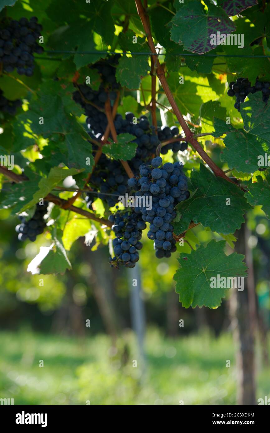 Weintrauben kurz vor der Ernte Stock Photo Alamy