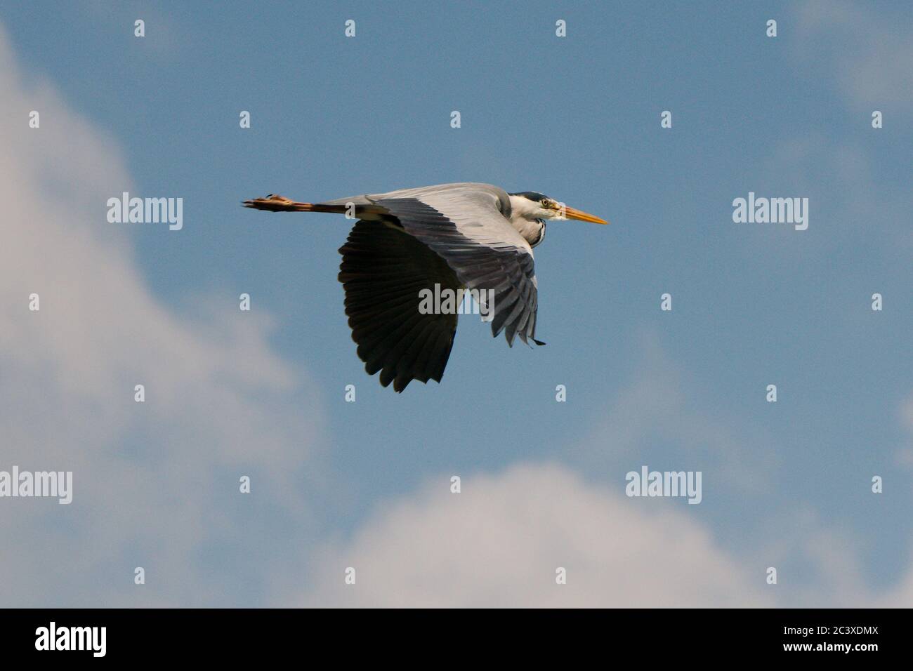 Fliegender Vogel Stock Photo