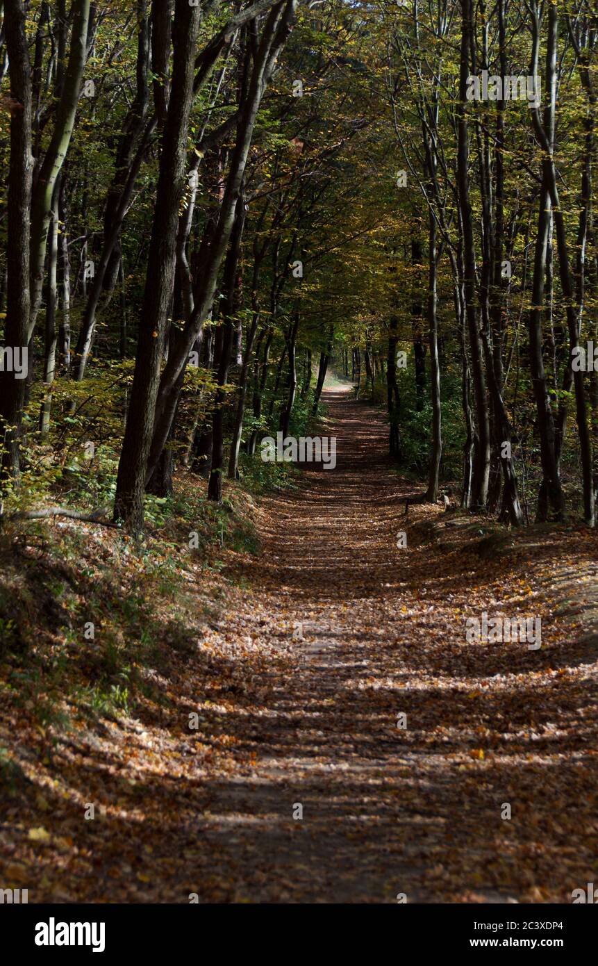 Alleine im wald hi-res stock photography and images - Alamy