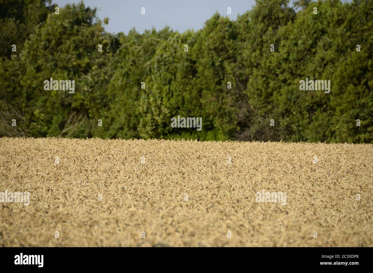 Getreidefeld kurz vor der Ernte Stock Photo