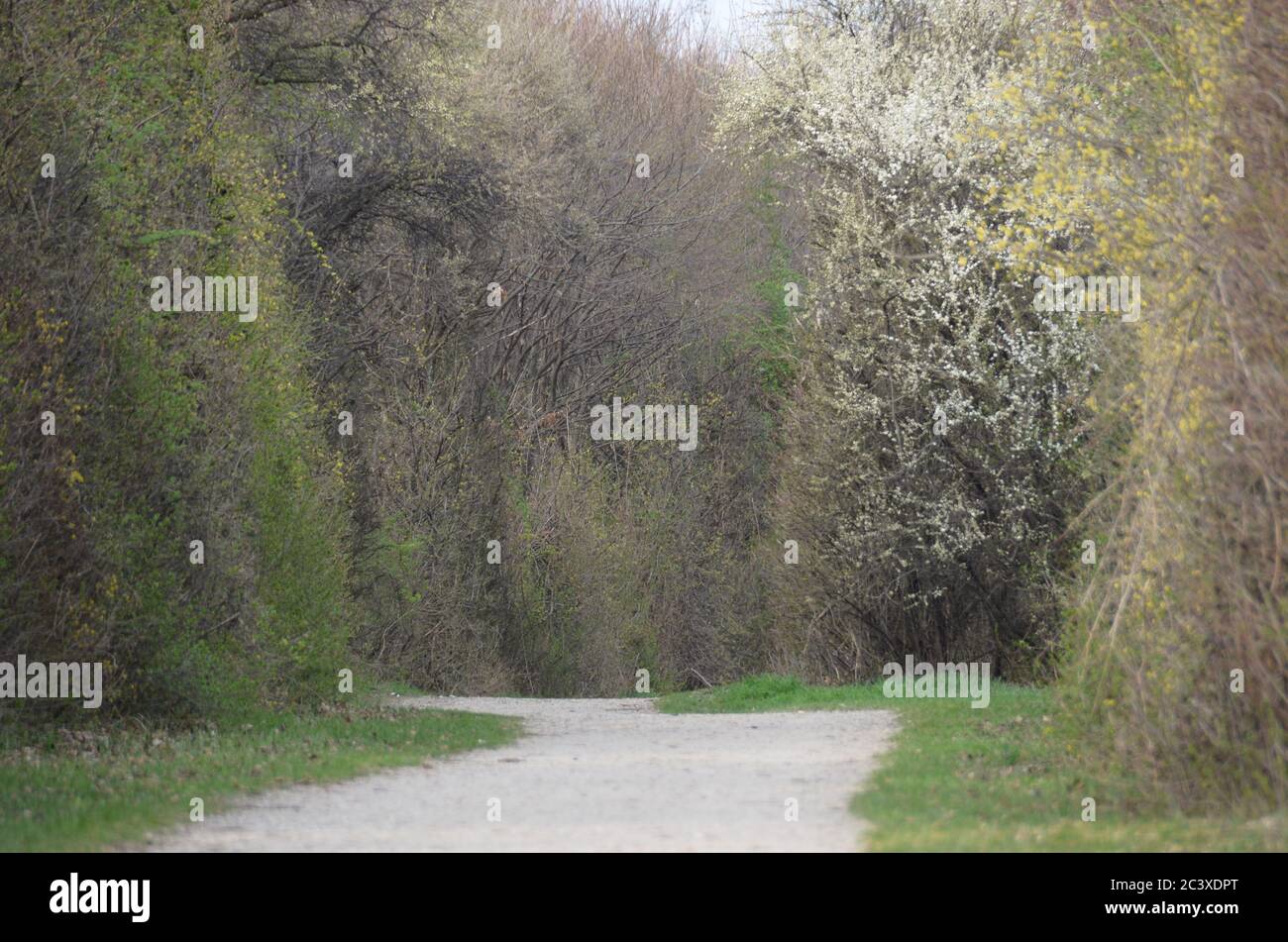 Weg durch blühende Sträucher und Bäume Stock Photo