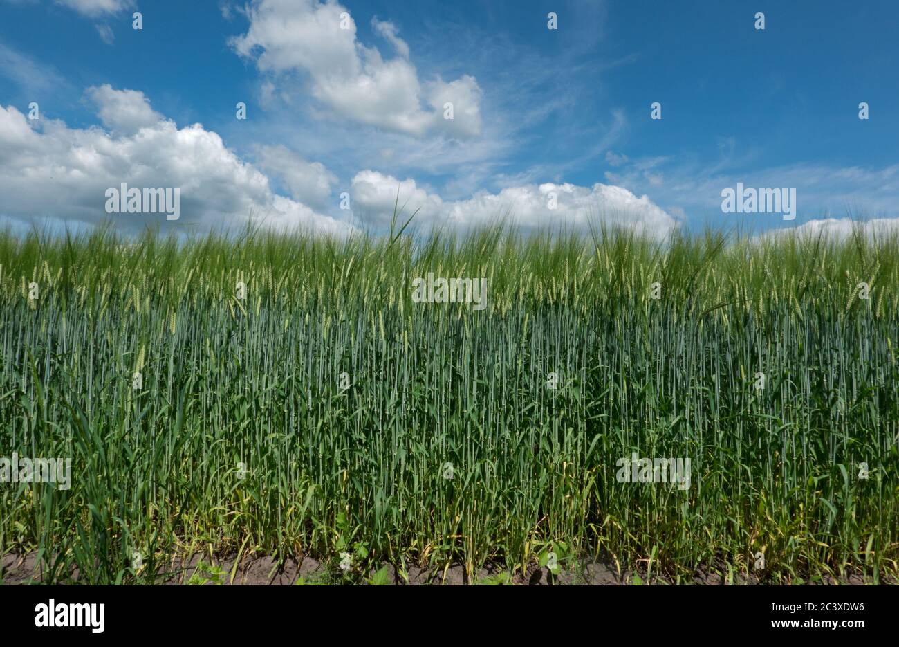 Field of green, unripe Barley, Hordeum vulgare, under a blue sky with clouds Stock Photo