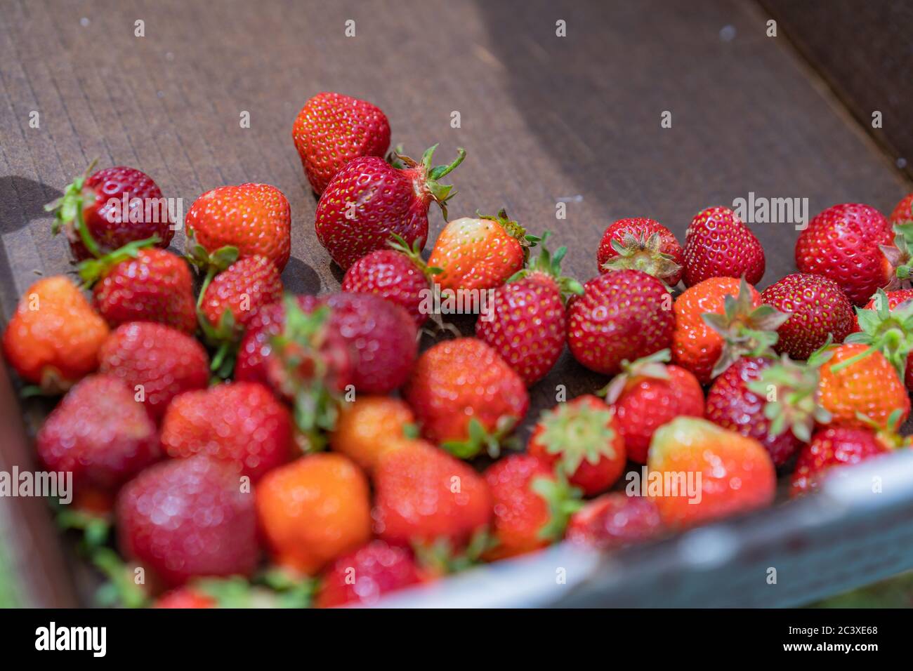Strawberries in a box fruit picking summer farming fresh Stock Photo