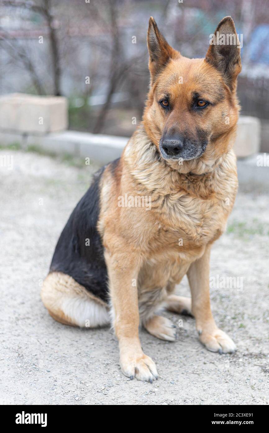 Adult female german shepherd hi-res stock photography and images ...