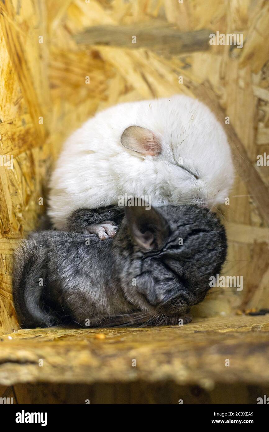 Profile of baby grey and white chinchillas sitting on each other on wooden shelf. Lovely and cute pet, background idea Stock Photo