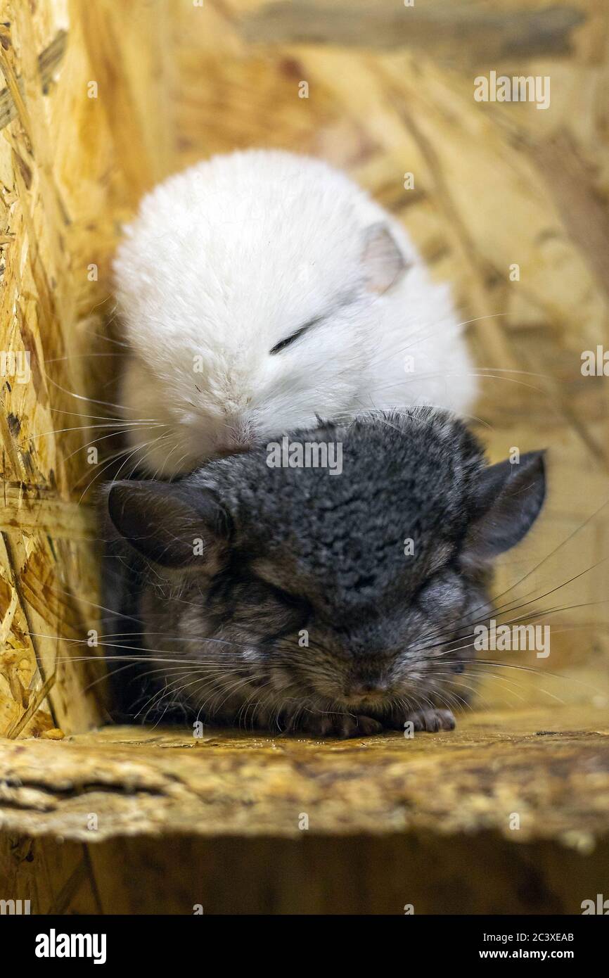 Front portrait of baby grey and white chinchillas sitting on each other on wooden shelf. Lovely and cute pet, background idea Stock Photo