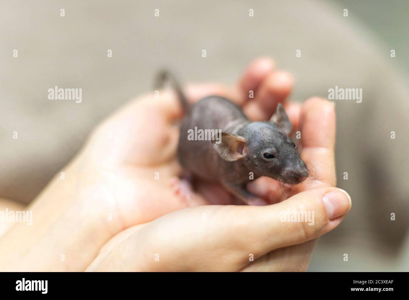Baby 2024 pet rats