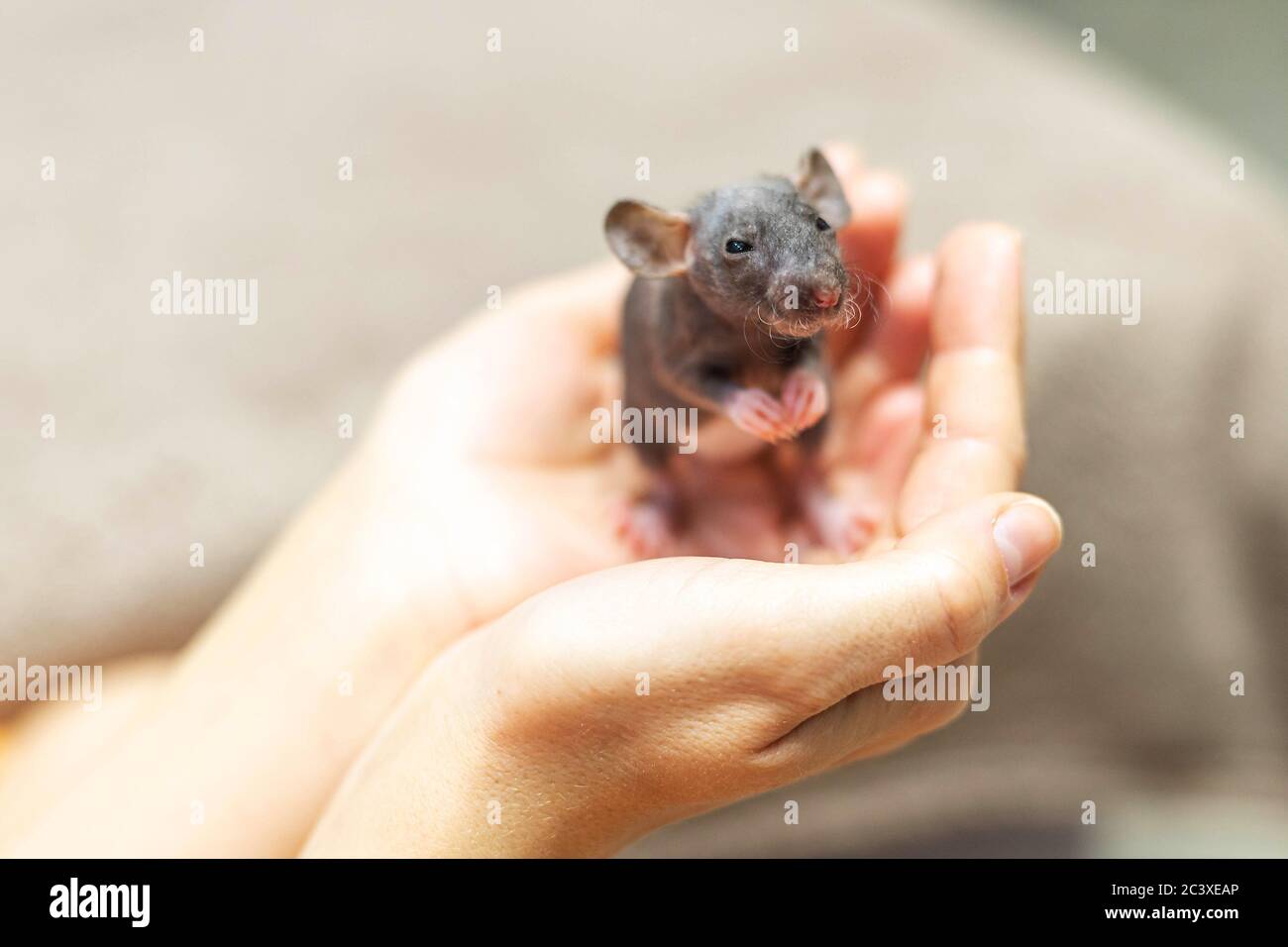 Baby Rat High Resolution Stock Photography and Images Alamy