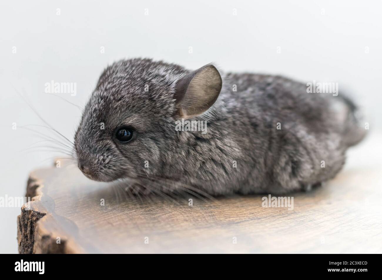 Baby Chinchilla High Resolution Stock Photography And Images Alamy