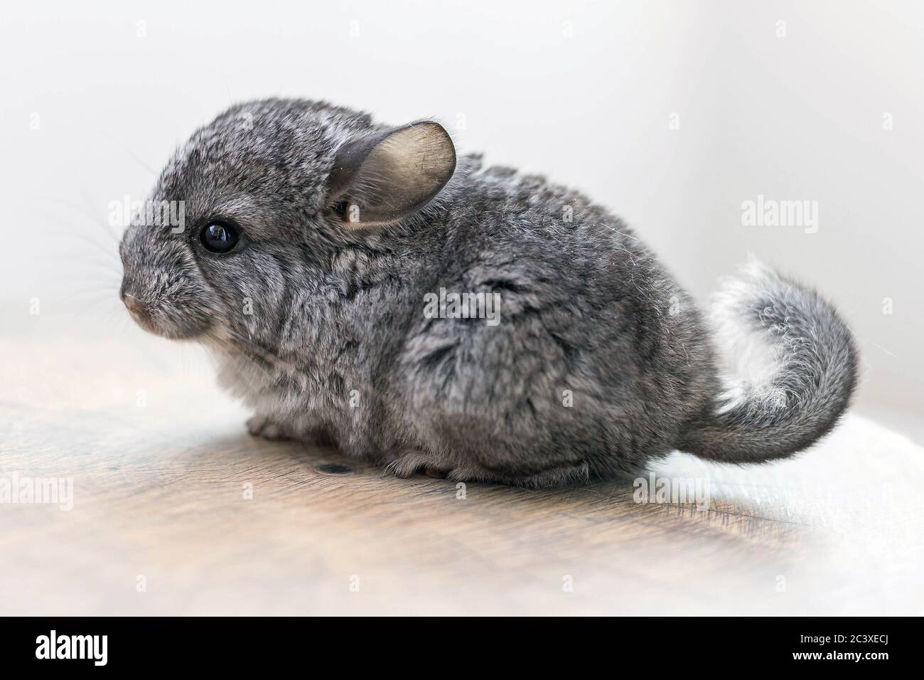 Chinchilla Baby High Resolution Stock Photography And Images Alamy