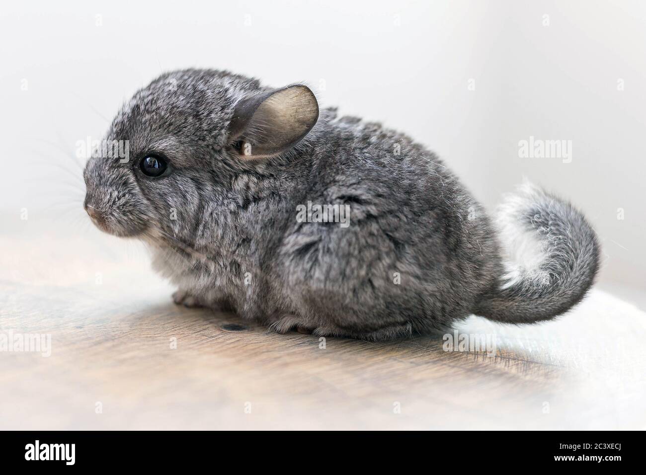 Baby grey chinchilla sitting on brown wood slice. Lovely and cute pet, background, backlit Stock Photo