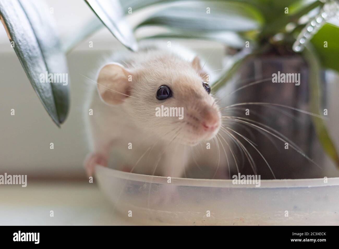 Siamese rat for best sale sale