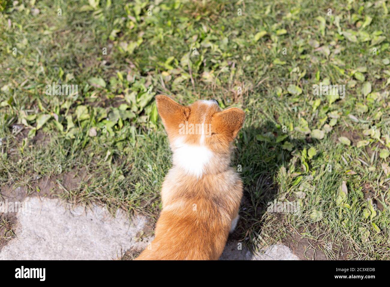 house of corgi