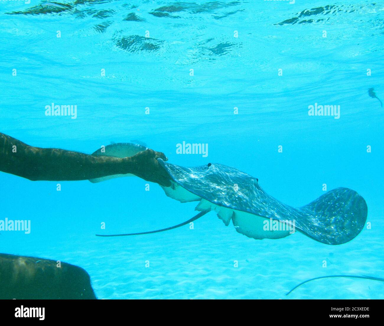 Raya en el lagón de la isla de Taha´a. Islas de la Sociedad. Polinesia Francesa Stock Photo