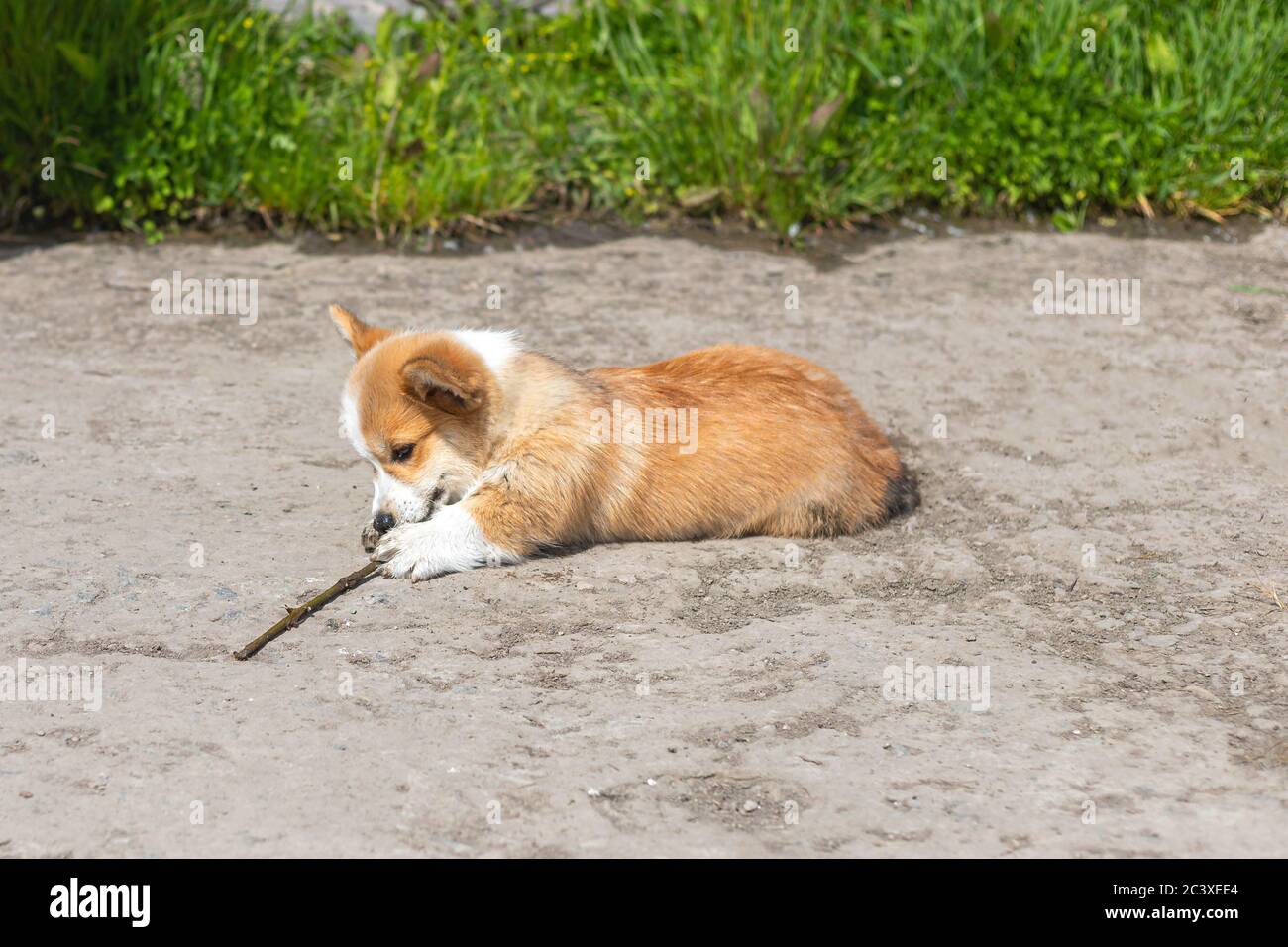 Cute Pembroke Welsh Corgi puppy playing with tree branch on background of green grass at summer sunny day . Herding dog, pet background Stock Photo
