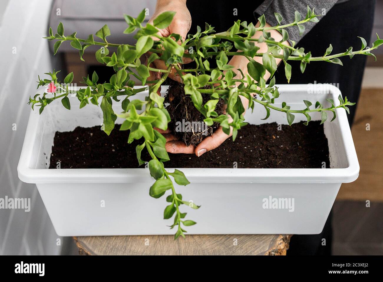 Hands holding the aptenia cordifolia with roots before potting in white rectangular flower pot. Sun rose plant repotting, top view Stock Photo