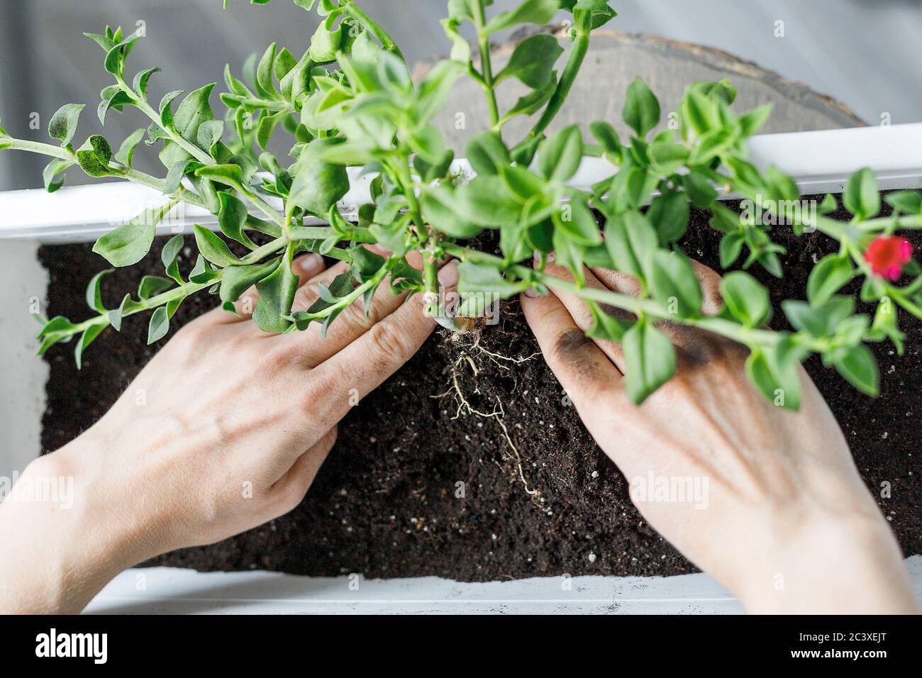 Top view of hands potting the aptenia cordifolia in blossom in white rectangular flower pot. Sun rose plant repotting, close-up Stock Photo