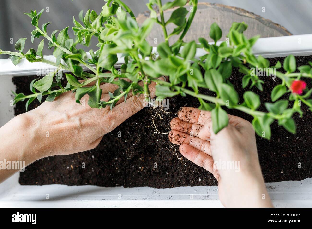 Female hands putting the aptenia cordifolia in blossom in white rectangular flower pot. Sun rose plant repotting, top view, close-up Stock Photo