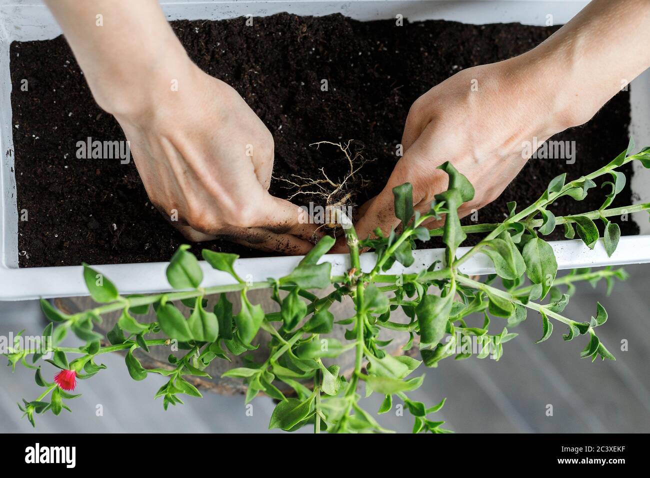 Close-up of female hands putting the aptenia cordifolia in blossom in white rectangular flower pot. Sun rose plant repotting, potting, top view Stock Photo
