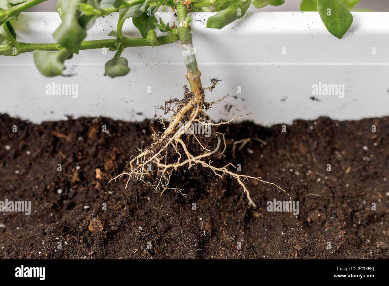 Close-up of baby aptenia cordifolia with roots before potting in white rectangular flower pot. Sun rose plant repotting, home gardening Stock Photo