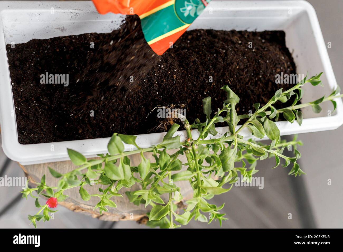 Repotting of aptenia cordifolia in blossom in white rectangular flower pot. Sun rose plant potting, top view Stock Photo