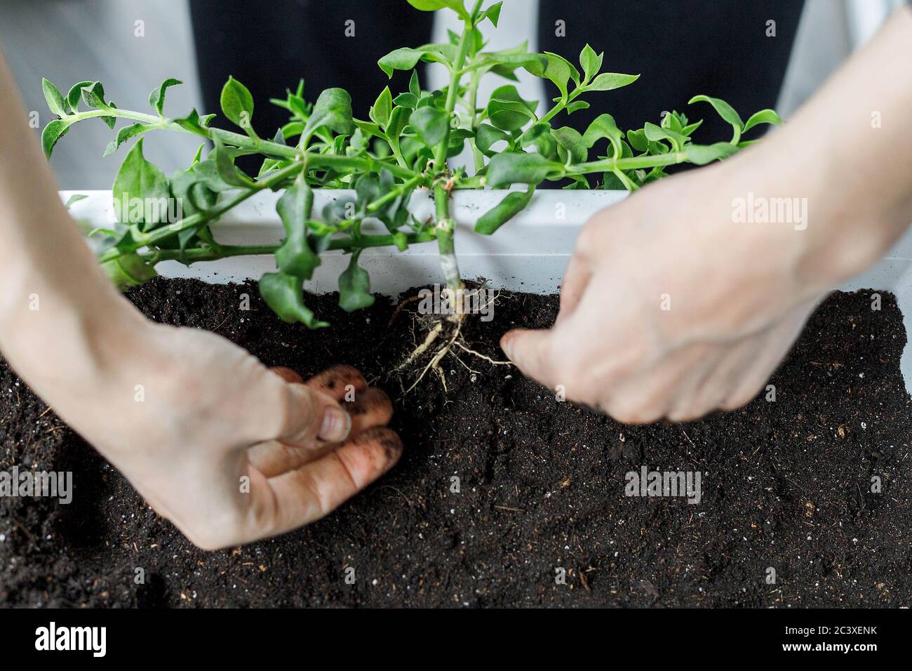 Close-up of female hand putting the aptenia cordifolia in white rectangular flower pot. Sun rose plant repotting, potting, home gardening background, Stock Photo