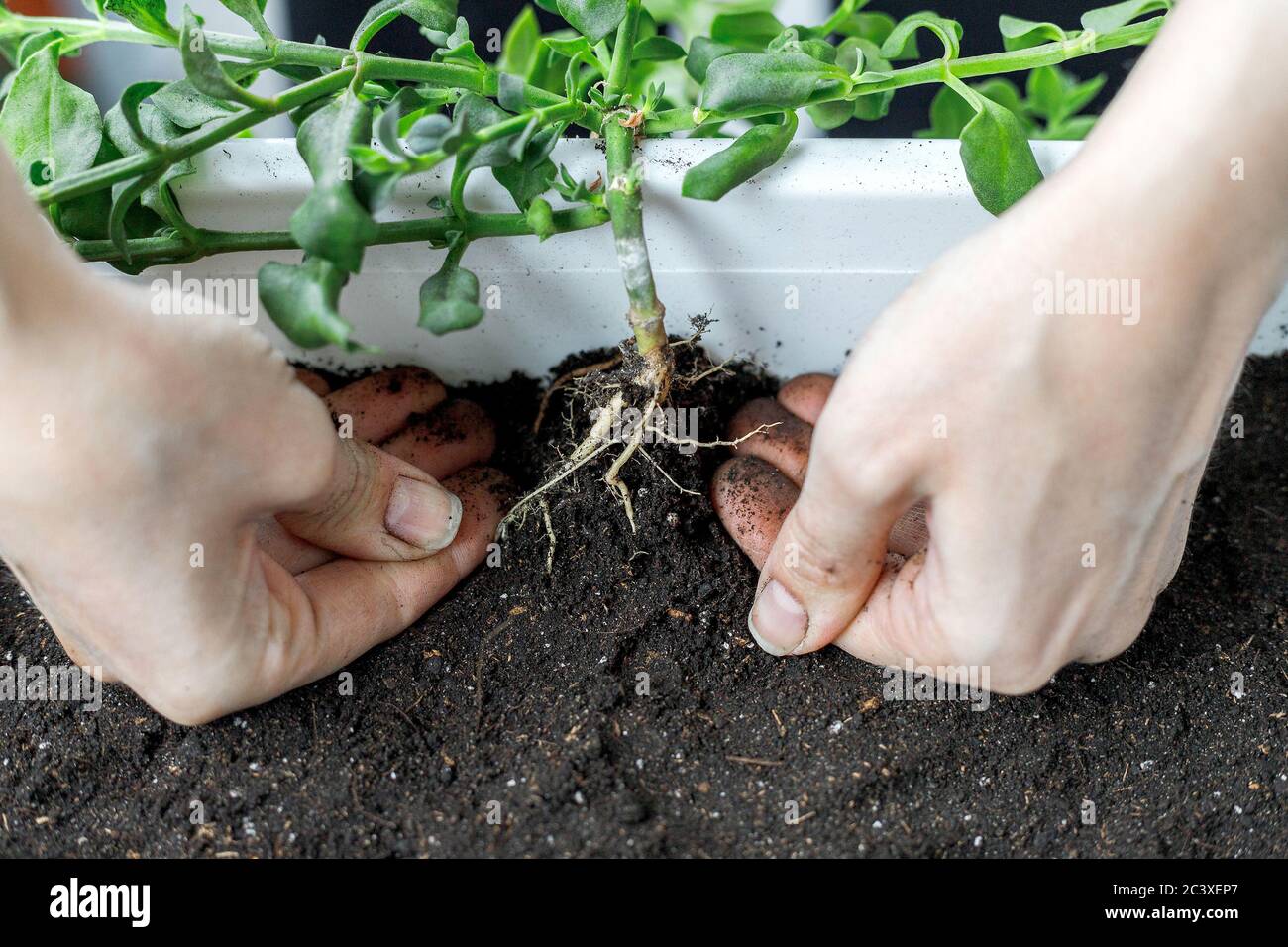 Close-up of female hand putting the aptenia cordifolia in white rectangular flower pot. Sun rose plant repotting, potting, home gardening background, Stock Photo