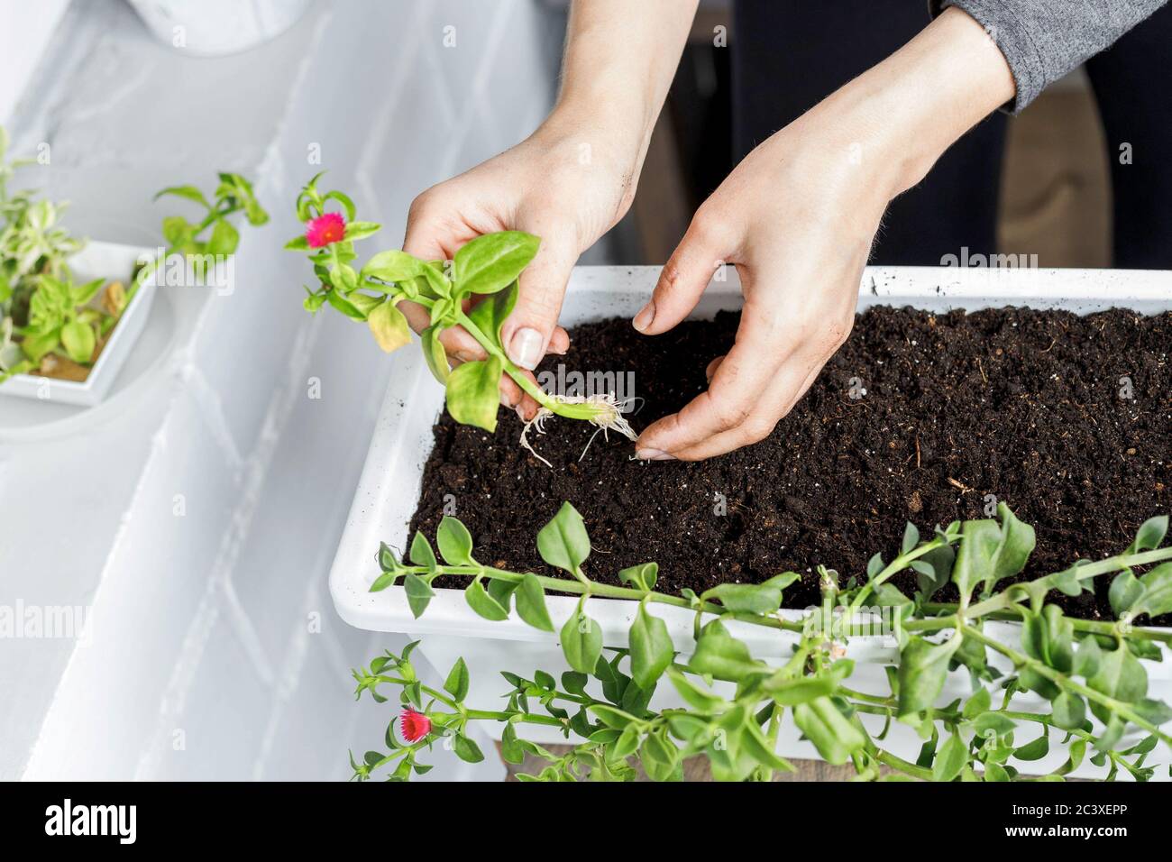 Top view of female hands putting baby aptenia cordifolia with roots and pink flower in white rectangular flower pot. Sun rose plant potting, home gard Stock Photo
