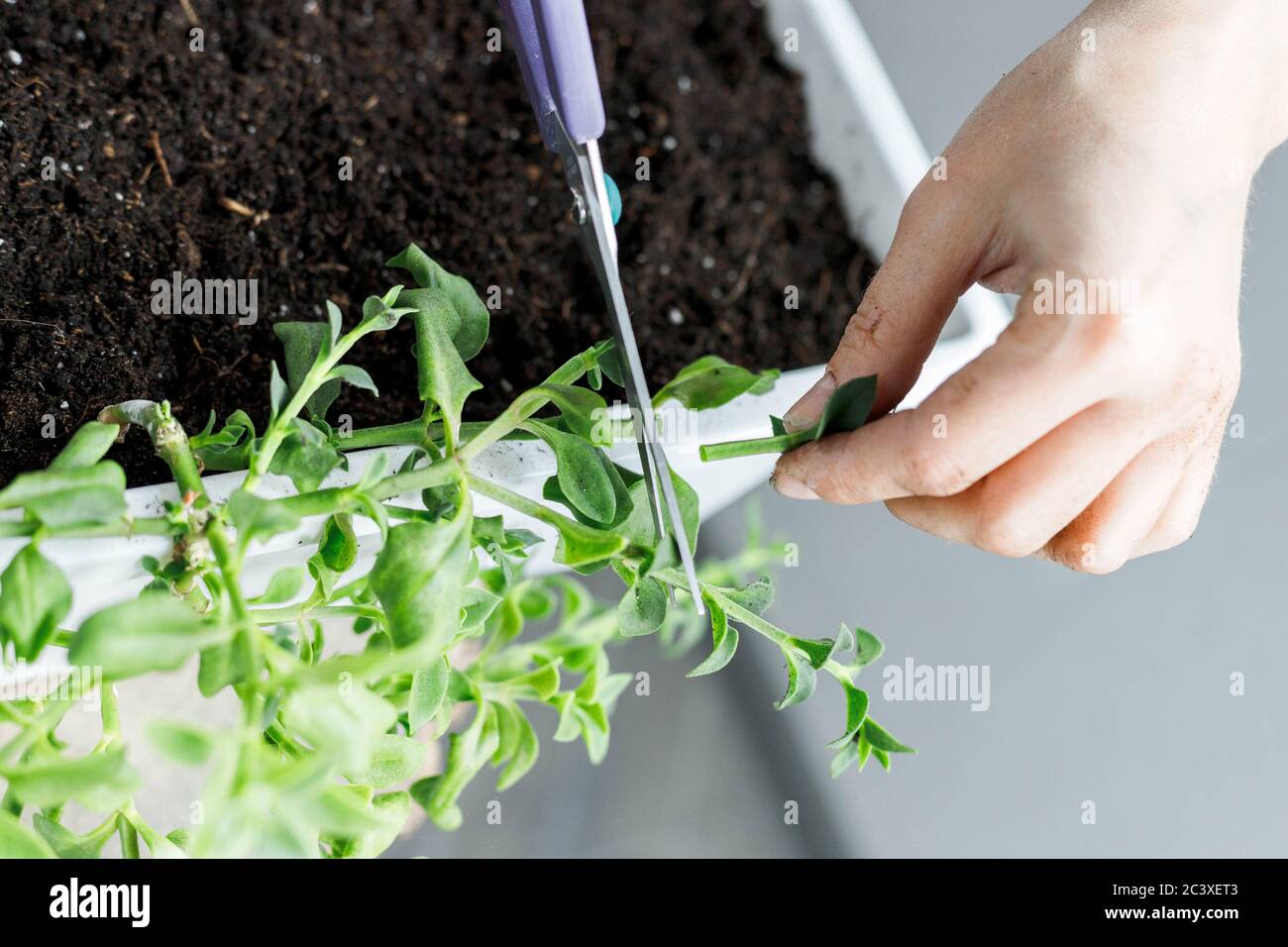 Female hands cutting the aptenia cordifolia with scissors. Sun rose plant repotting, home gardening, close-up Stock Photo