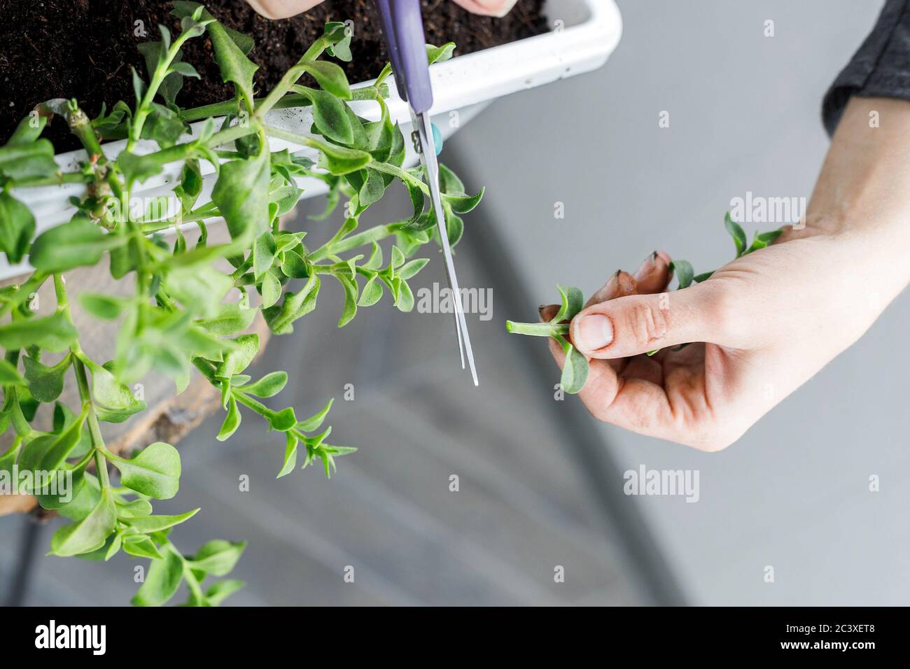 Top view of female hands cutting the aptenia cordifolia with scissors. Sun rose plant repotting, home gardening, close-up Stock Photo