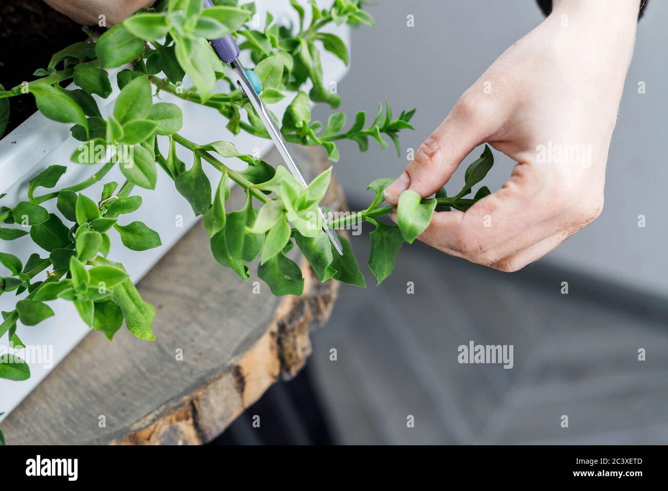 Female hands cutting the aptenia cordifolia with scissors. Sun rose plant repotting, home gardening, idea concept Stock Photo