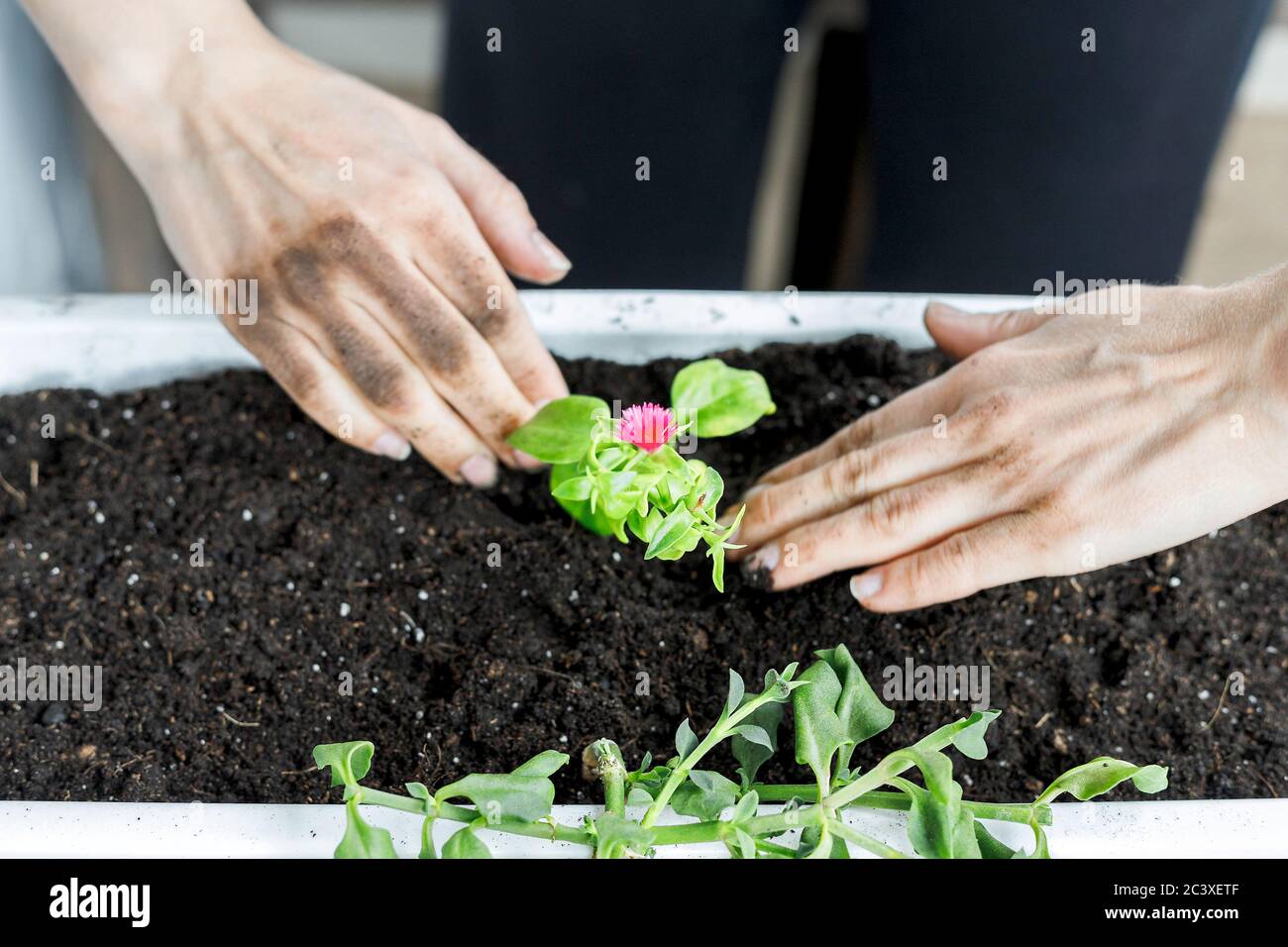 Top view of female hands putting baby aptenia cordifolia with pink flower in white rectangular flower pot. Sun rose plant potting, home gardening Stock Photo