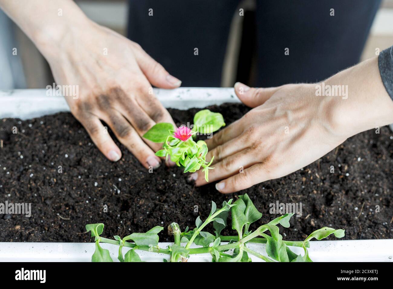 Top view of baby aptenia cordifolia with roots and pink flower when potting in white rectangular flower pot. Sun rose plant, home gardening Stock Photo