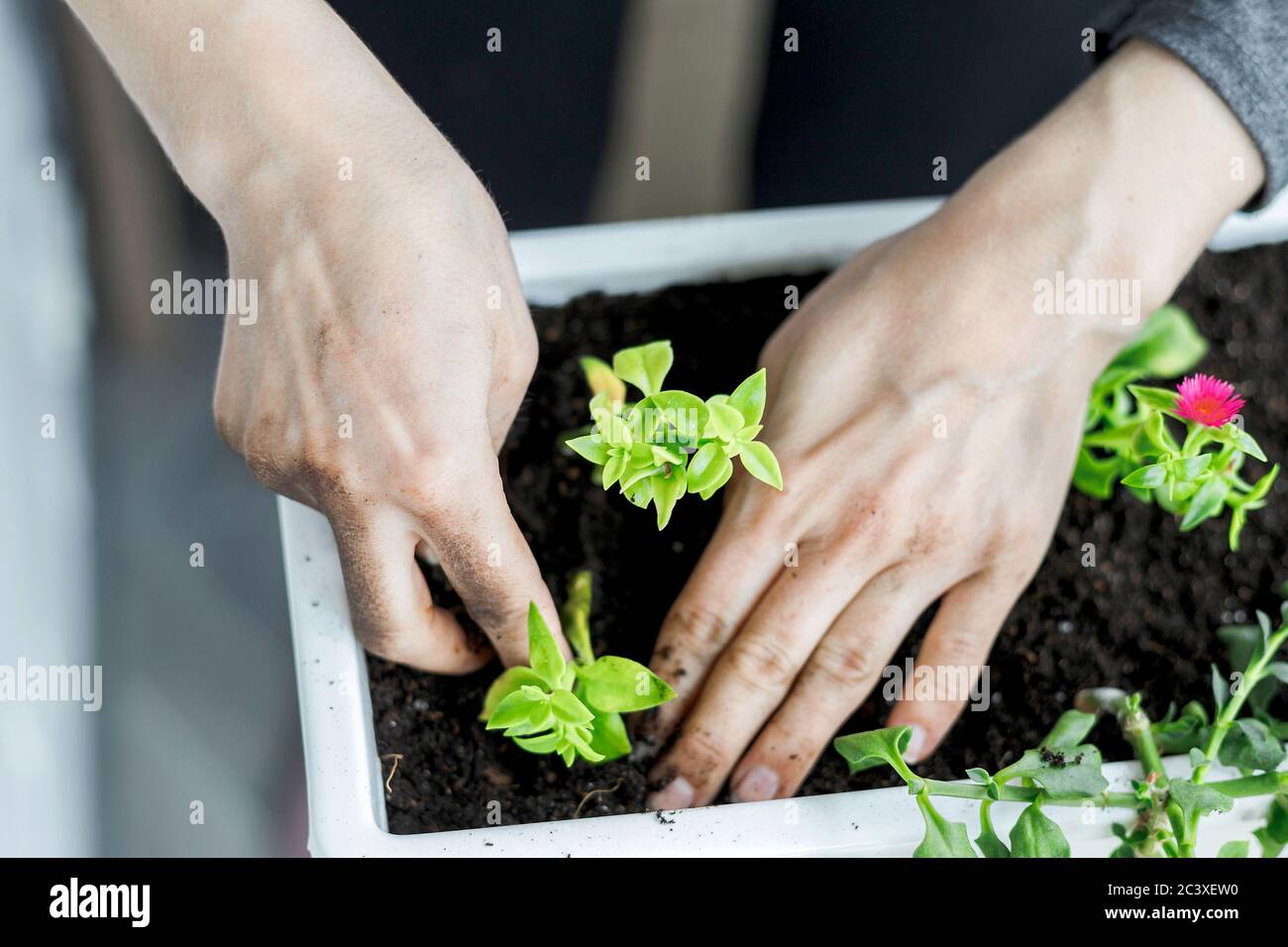 Baby aptenia cordifolia with roots potting in white rectangular flower pot. Sun rose plant potting, home gardening, close-up, top view Stock Photo