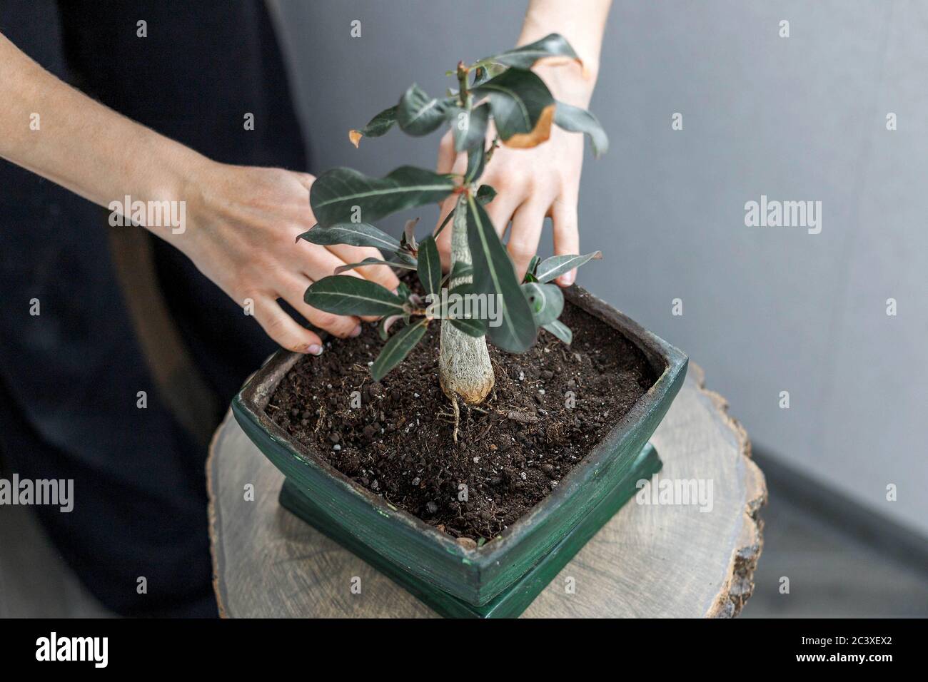 Desert rose bonsai hi res stock photography and images Alamy
