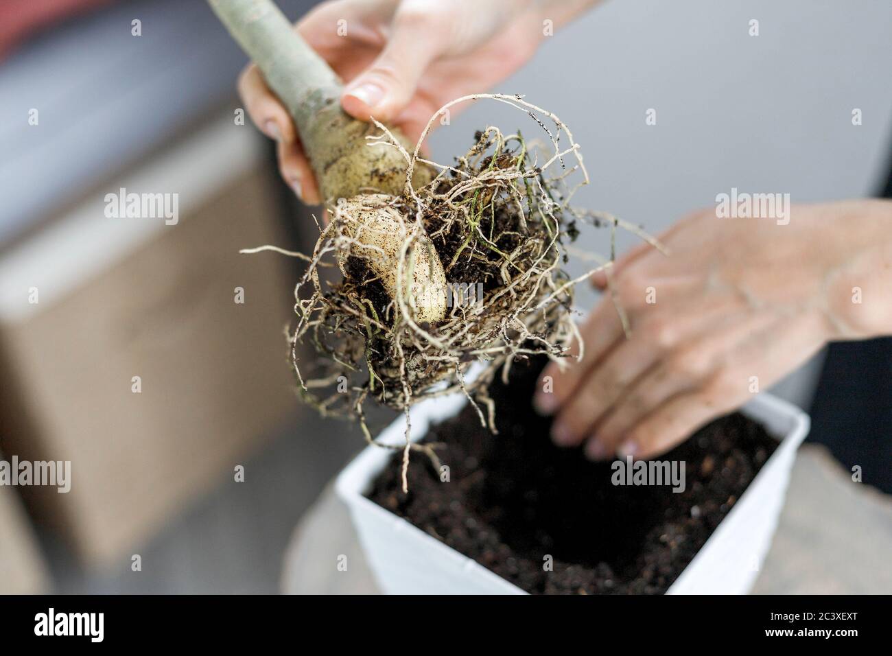 Adenium obesum in hand when potting in white flower pot. Desert rose ...