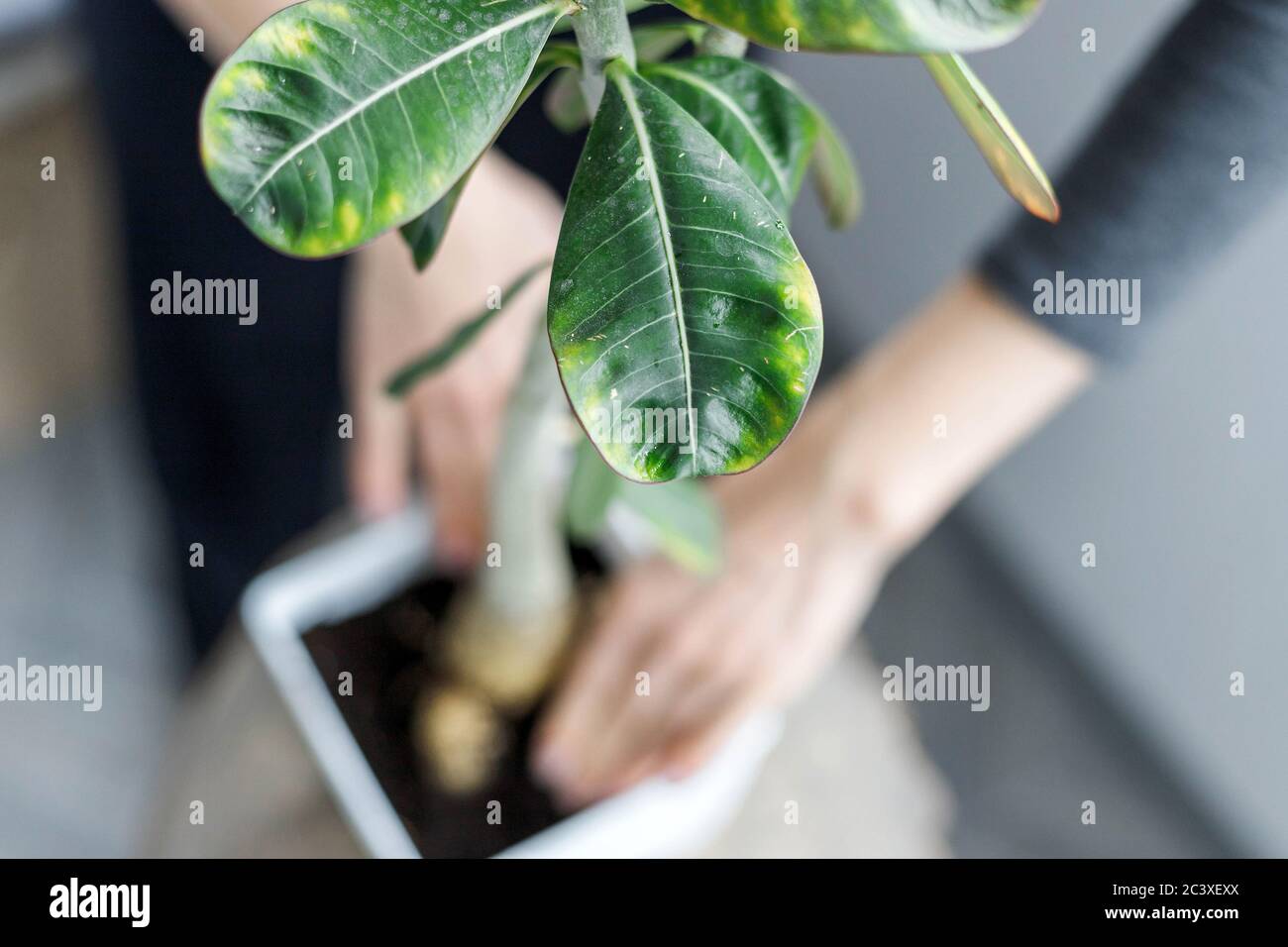 Adenium obesum potting in white flower pot. Desert rose plant repotting ...