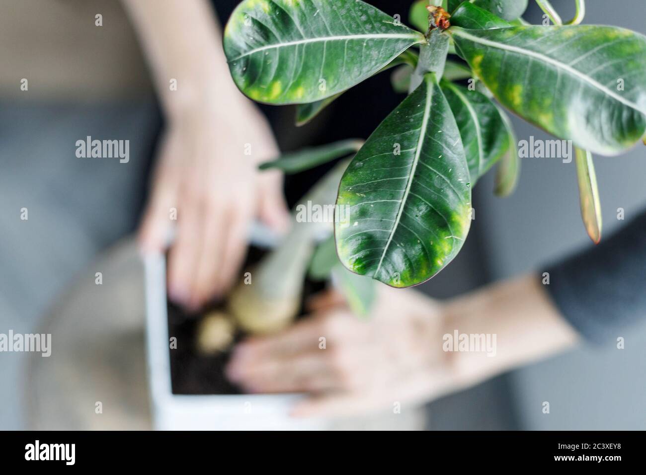 Closeup of adenium obesum potting in white flower pot. Desert rose