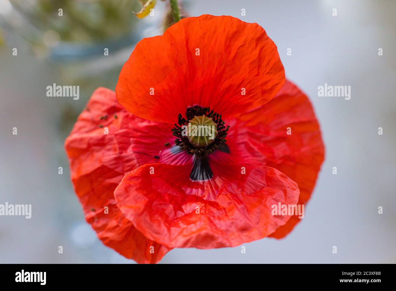Close Up Of Bright Red Poppy Flower On Blurred Background Macro Idea For Decor Wallpaper Postcard Poster Design Stock Photo Alamy