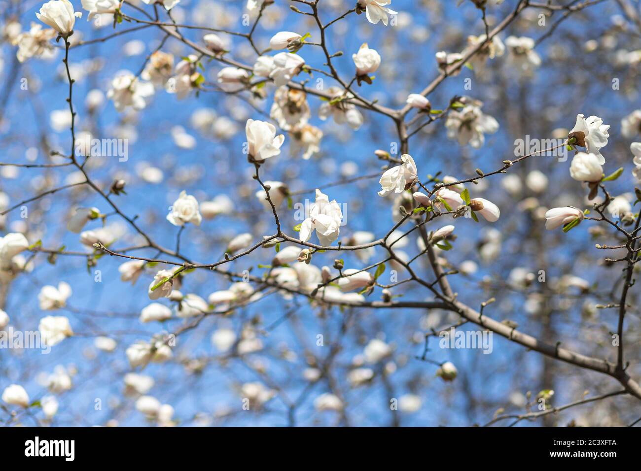 Magnolia tree blossom with blue sky background. White flowers Stock ...