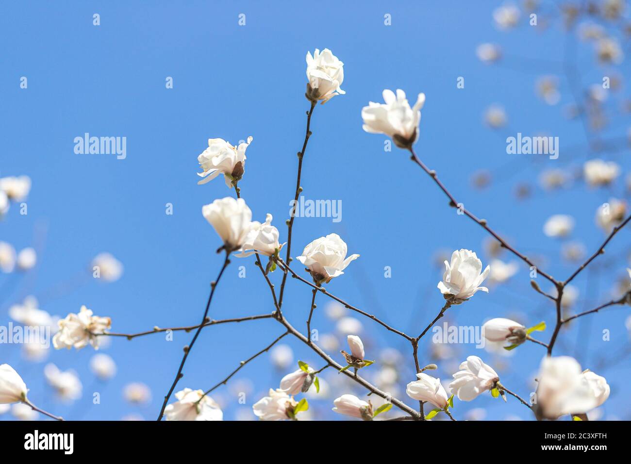 Magnolia tree in blossom with blue sky background. White flowers Stock ...