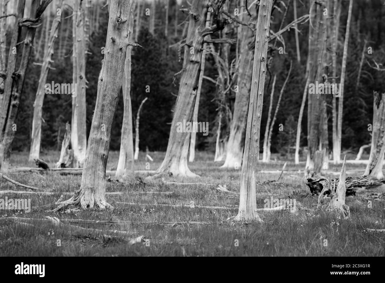 B&W of a cluster of barren trees in a field in Yellowstone National Park. Stock Photo