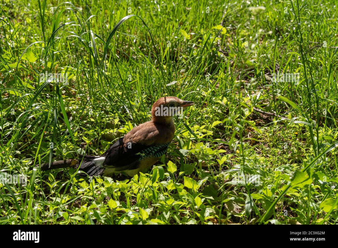 Jay chick. Little jay on the grass. Chick on the grass. Stock Photo