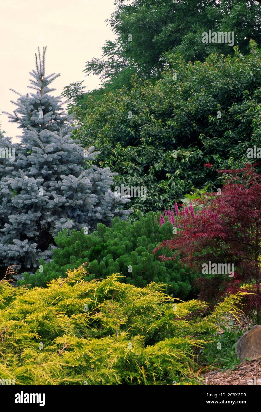 Conifer garden with Blue Spruce, Pinus mugo, and juniper Stock Photo