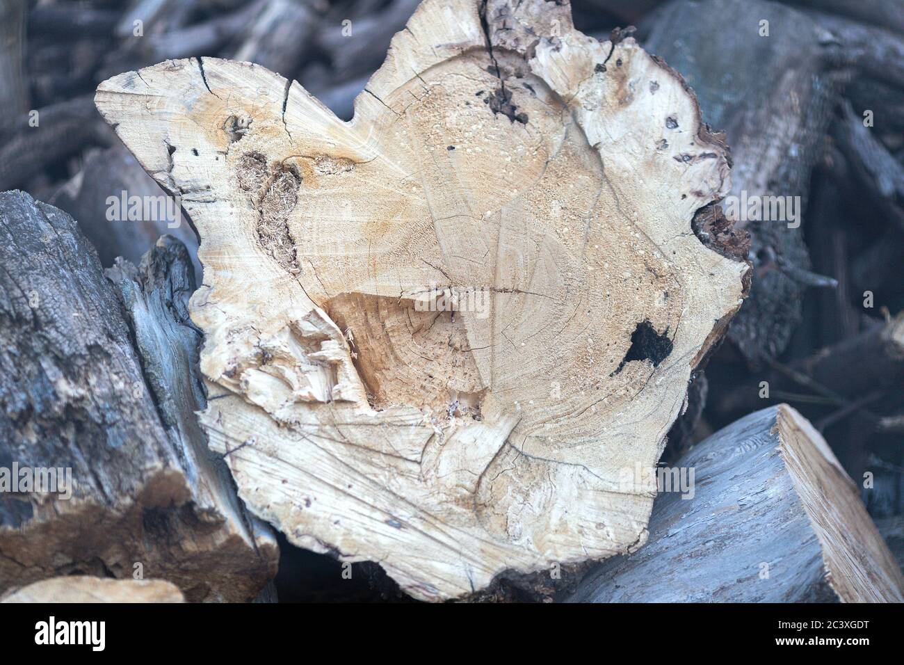Tree stumps in cluster, fuel for the fire. Background, wallpaper, close-up Stock Photo