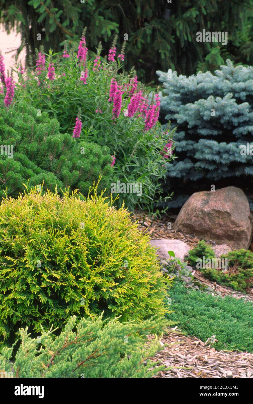 Conifer garden with Lythrum Stock Photo